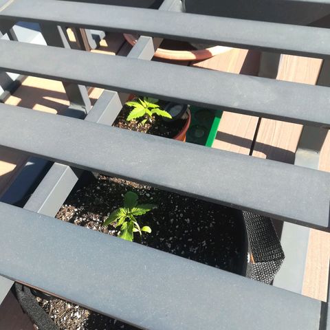 Royal AK Automatic growlog timeline photo