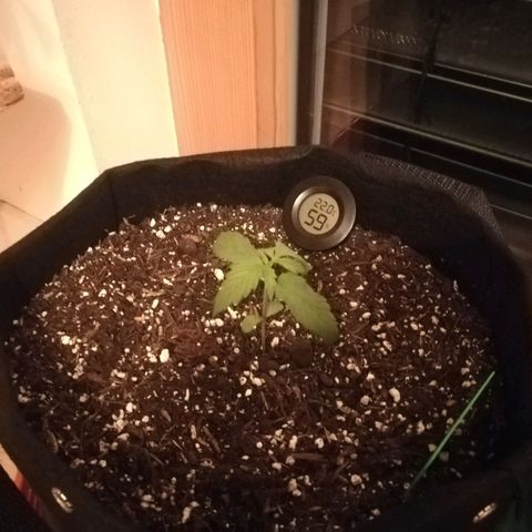 Royal AK Automatic growlog timeline photo