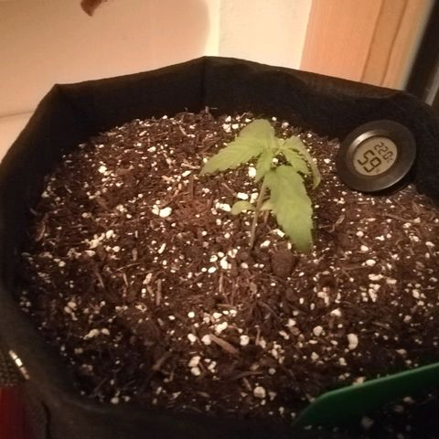 Royal AK Automatic growlog timeline photo