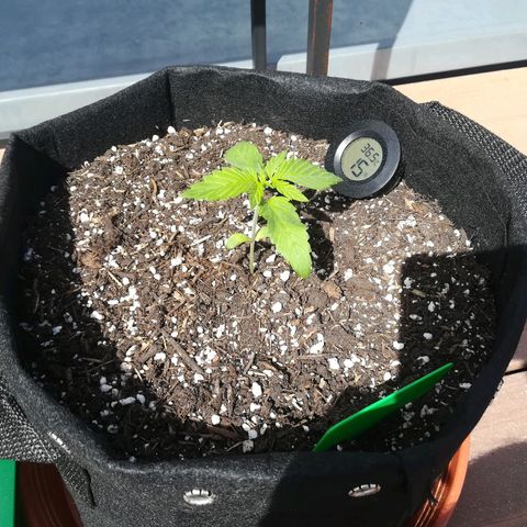 Royal AK Automatic growlog timeline photo
