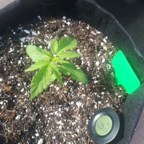 Royal AK Automatic growlog timeline photo