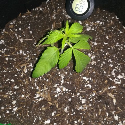 Royal AK Automatic growlog timeline photo