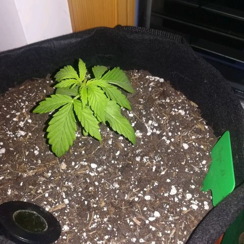Royal AK Automatic growlog timeline photo