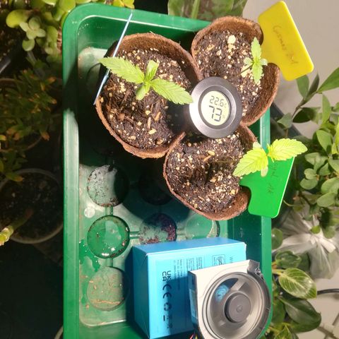 Dance World growlog timeline photo