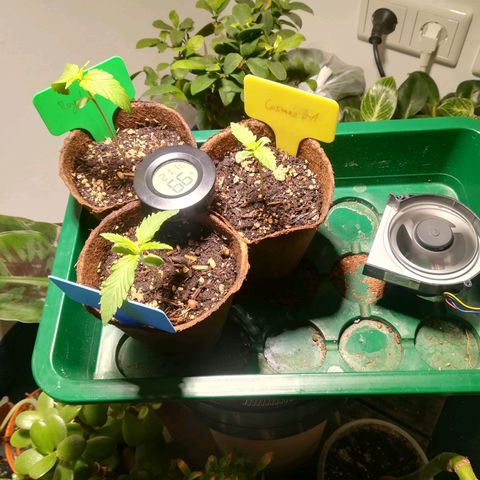 Dance World growlog timeline photo