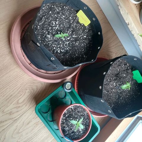 Dance World growlog timeline photo