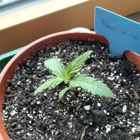 Dance World growlog timeline photo