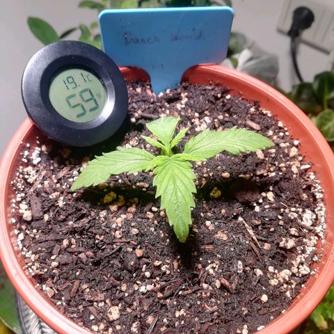 Dance World growlog timeline photo
