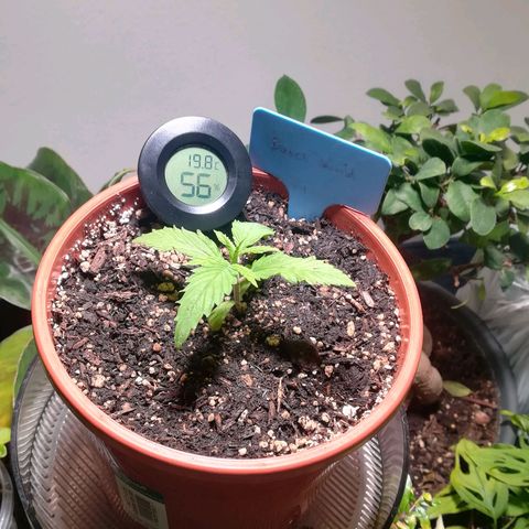 Dance World growlog timeline photo