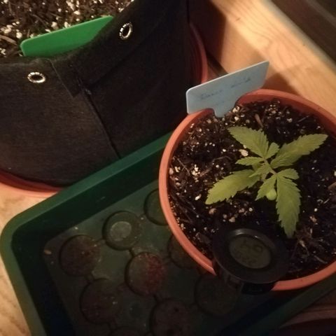 Dance World growlog timeline photo