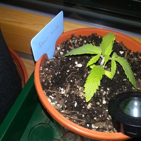 Dance World growlog timeline photo