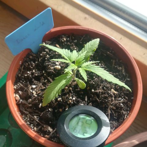 Dance World growlog timeline photo