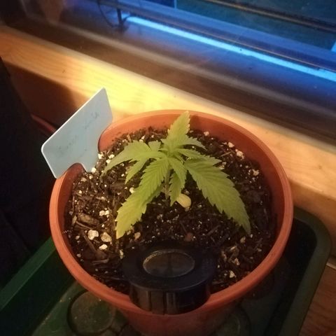 Dance World growlog timeline photo