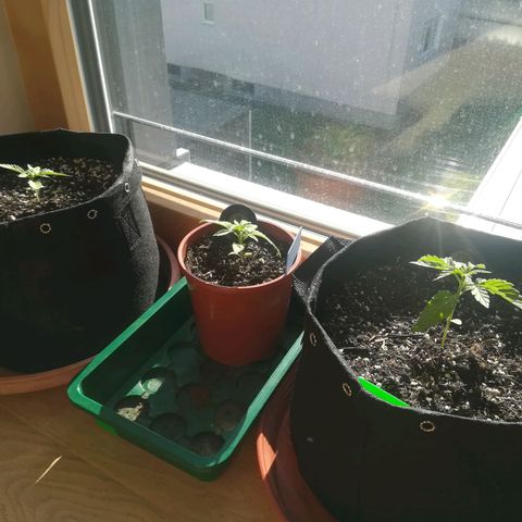 Dance World growlog timeline photo