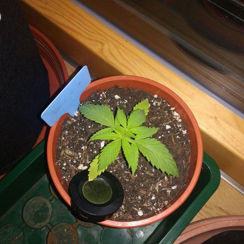 Dance World growlog timeline photo