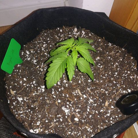 Royal AK Automatic growlog timeline photo