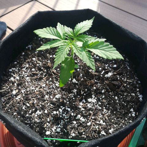 Royal AK Automatic growlog timeline photo