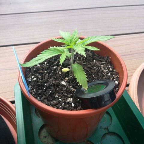 Dance World growlog timeline photo