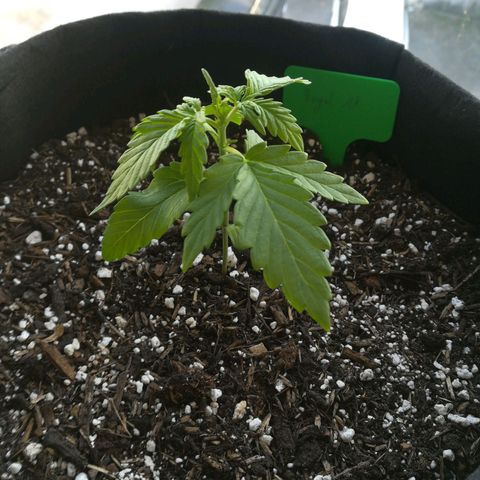 Royal AK Automatic growlog timeline photo