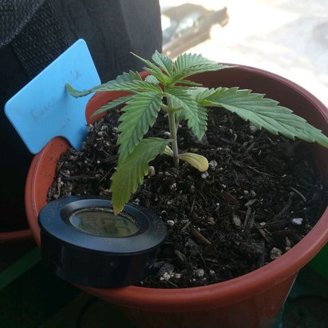 Dance World growlog timeline photo