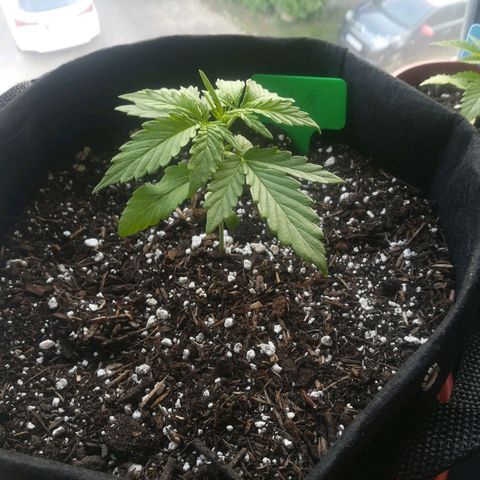Royal AK Automatic growlog timeline photo