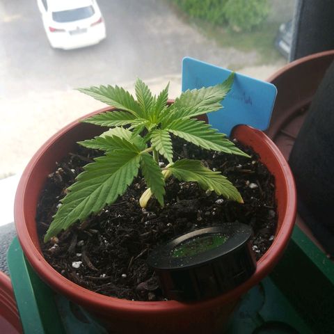 Dance World growlog timeline photo