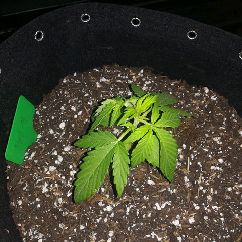 Royal AK Automatic growlog timeline photo