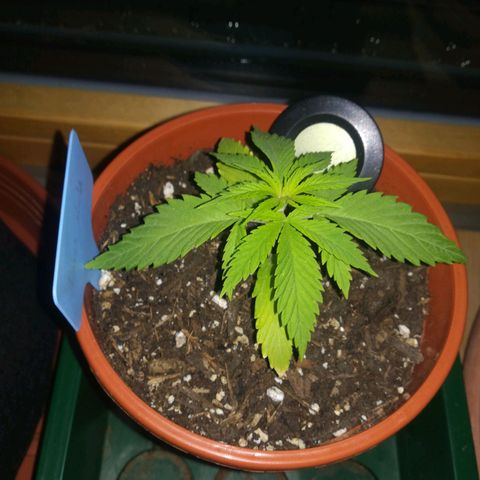 Dance World growlog timeline photo