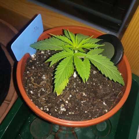 Dance World growlog timeline photo