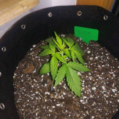 Royal AK Automatic growlog timeline photo