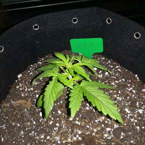 Royal AK Automatic growlog timeline photo