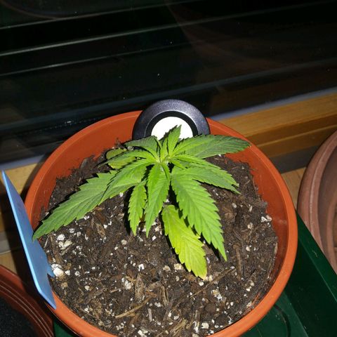 Dance World growlog timeline photo