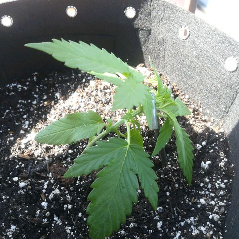 Royal AK Automatic growlog timeline photo