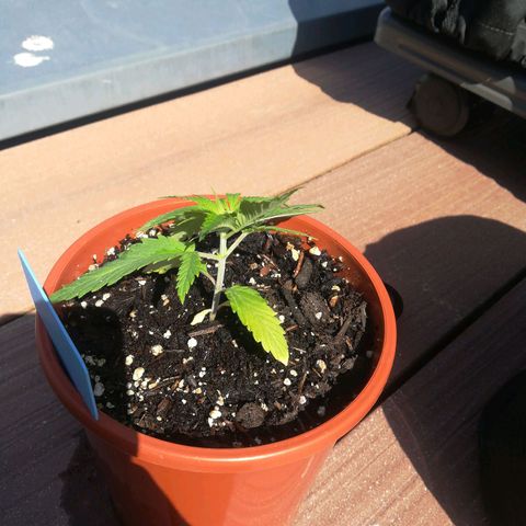 Dance World growlog timeline photo
