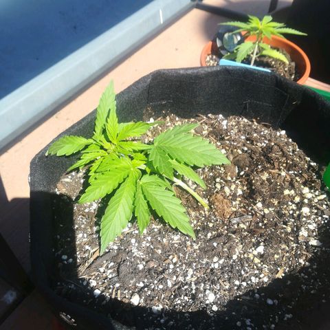 Royal AK Automatic growlog timeline photo