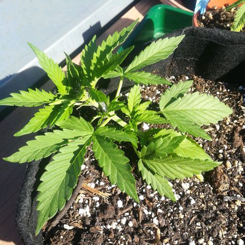 Royal AK Automatic growlog timeline photo