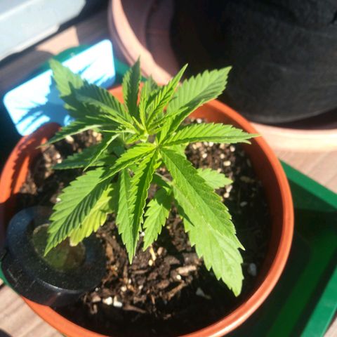 Dance World growlog timeline photo