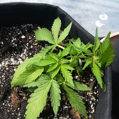Royal AK Automatic growlog timeline photo