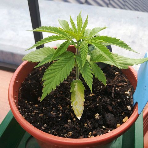 Dance World growlog timeline photo
