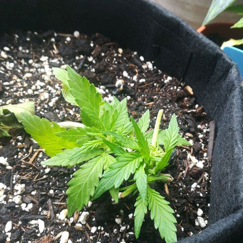 Royal AK Automatic growlog timeline photo