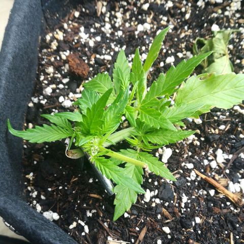 Royal AK Automatic growlog timeline photo