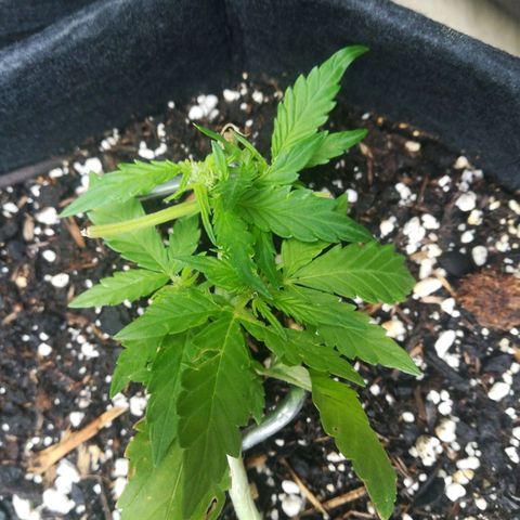 Royal AK Automatic growlog timeline photo