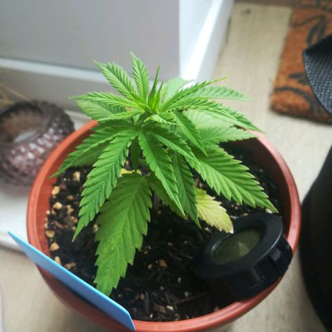 Dance World growlog timeline photo
