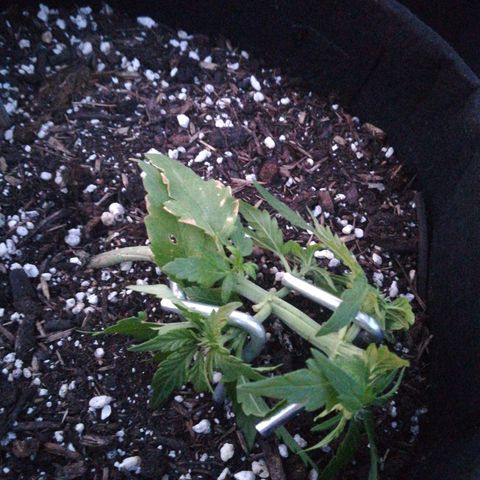 Royal AK Automatic growlog timeline photo