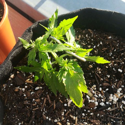 Royal AK Automatic growlog timeline photo