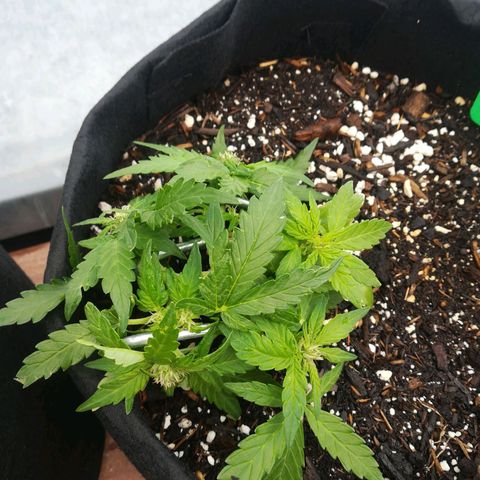Royal AK Automatic growlog timeline photo