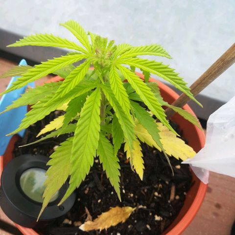 Dance World growlog timeline photo