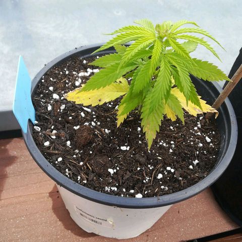 Dance World growlog timeline photo