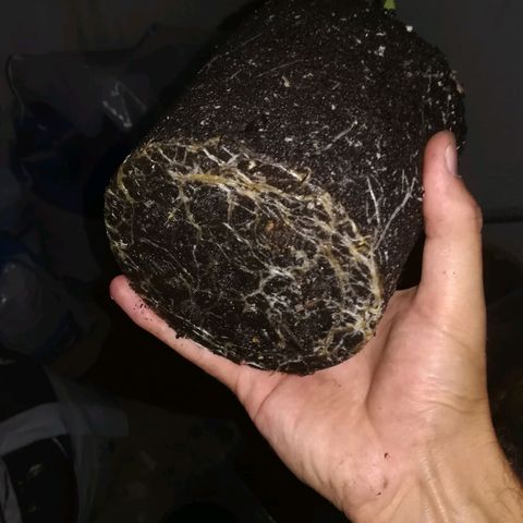 Dance World growlog timeline photo