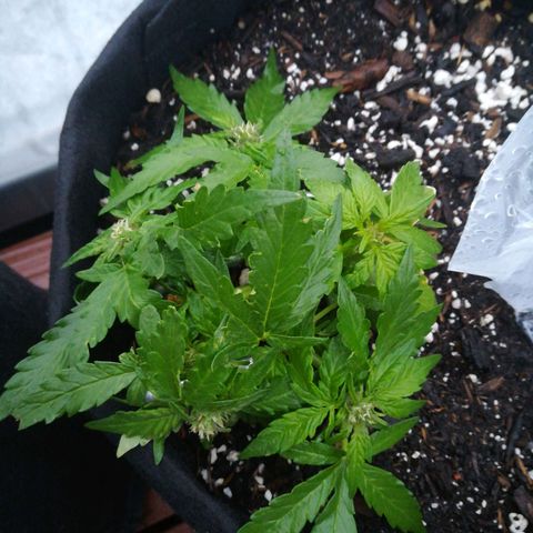 Royal AK Automatic growlog timeline photo